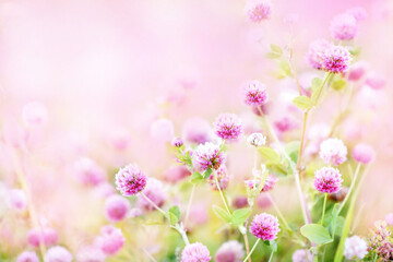 Summer blossoming clover on meadow, pink flower background, shiny floral card, shallow DOF