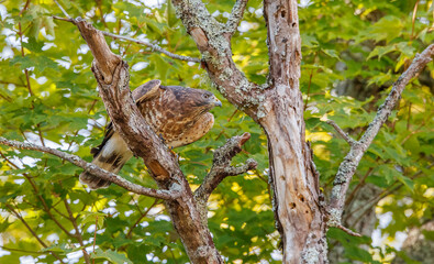 Cooper's hawk perched on tree branch