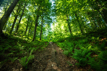 spring in the mountains. paths in the woods