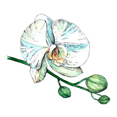 White orchid watercolor drawing