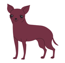 Toy Terrier or Chihuahua Small Shorthair Dog