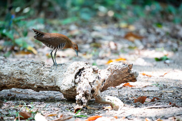 Slaty - legged Crake