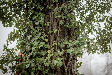 amber on tree, tree in the forest
