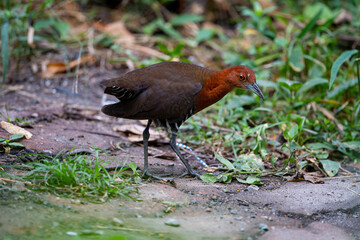 Slaty - legged Crake