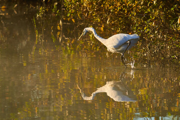 Der Silberreiher (Ardea alba, Syn.: Casmerodius albus, Egretta alba)