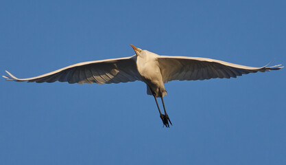 Der Silberreiher (Ardea alba, Syn.: Casmerodius albus, Egretta alba)
