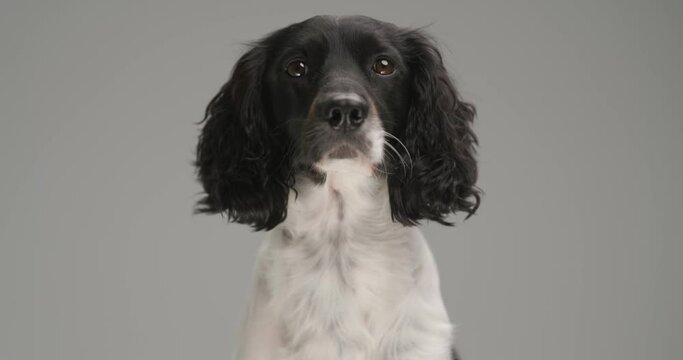 beautiful english springer spaniel dog sitting against gray background and looking at the camera