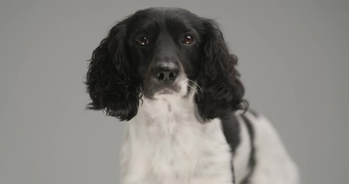 cute english springer spaniel dog looking at the camera against gray studio background