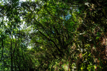 Madeira - Levada do Rei
