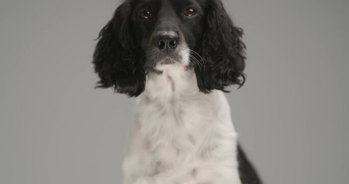 sweet english springer spaniel dog sniffing something and sitting against gray background
