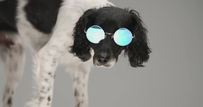 cool english springer spaniel dog having his head bowed, wearing sunglasses and standing on gray background