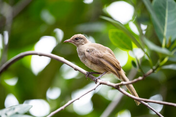 Streak - eared Bulbul