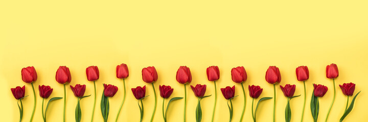 Banner with Beautiful red tulips on a yellow background, top view with copy space. Background with...