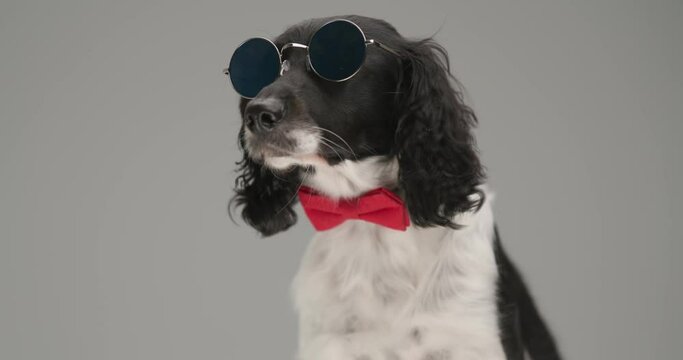 seated  english springer spaniel dog looking away, wearing sunglasses and a red bowtie at neck