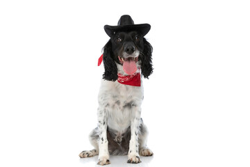 happy english springer spaniel pup with hat and bandana sticking out tongue