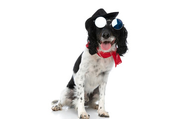 happy english springer spaniel dog with glasses and hat panting