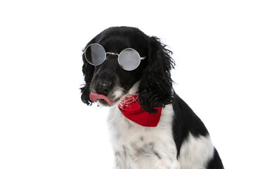 beautiful english springer spaniel dog with glasses licking nose