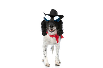 precious english springer spaniel dog wearing hat, glasses and bandana
