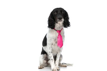 cute english springer spaniel dog with pink tie sitting in studio