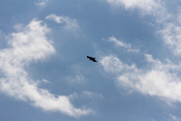 Silhouette of birds flying.
View Of the Bird Flying Against Sky.
