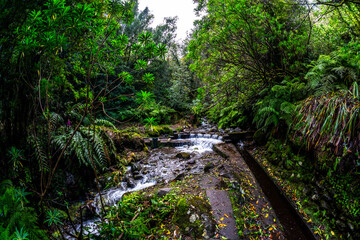Madeira - Levada do Rei