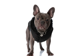 beautiful french bulldog puppy in black jacket wearing collar