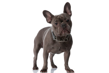 cute french bulldog dog with collar looking away