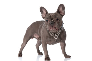 adorable frenchie dog with collar looking away and standing in studio