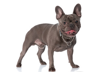 side view of cute frenchie dog with collar sticking out tongue