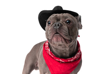 lovely french bulldog dog with bandana wearing hat and looking away