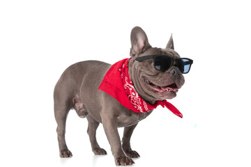 precious french bulldog with glasses and bandana sticking out tongue