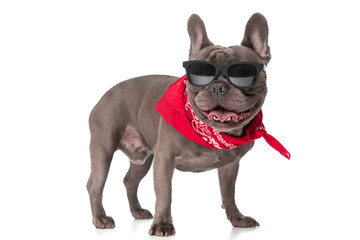 cool french bulldog puppy with bandana and sunglasses panting