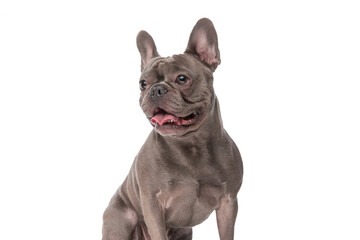 adorable french bulldog puppy panting and looking to side