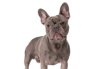 cute frenchie dog looking away and standing on white background