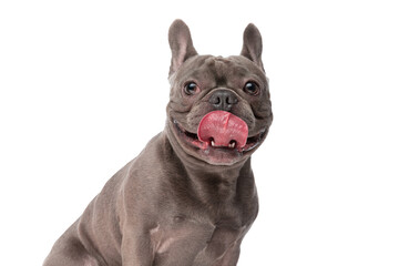 Fototapeta premium portrait of cute french bulldog puppy sticking out tongue and looking up