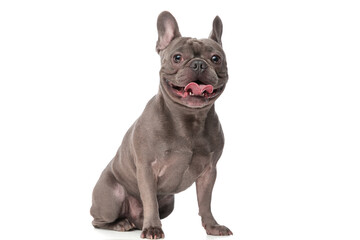 happy french bulldog dog sticking out tongue and panting