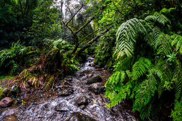 Madeira - Levada do Rei
