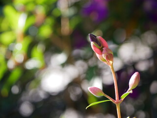 ノボタンのつぼみ