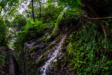Madeira - Levada do Rei