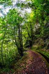 Madeira - Levada do Rei
