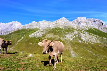Fototapeta na wymiar Cute cow in the mountains on green pasture, Sotres, Spain