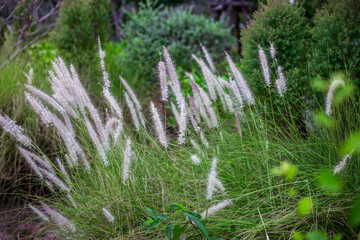 The foggy mountain-like backdrop, colorful morning sunshine, beautiful natural scenery during the trip, trees and good weather.