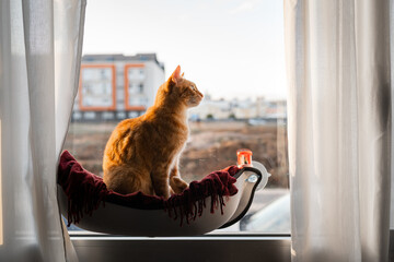 brown tabby cat on a hammock by the window