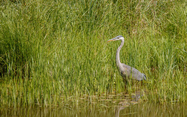 Fototapeta premium Great Blue heron fishing in river
