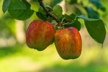 fresh fruits