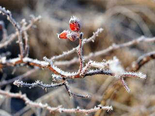 Close-up view of rose hip fruits.