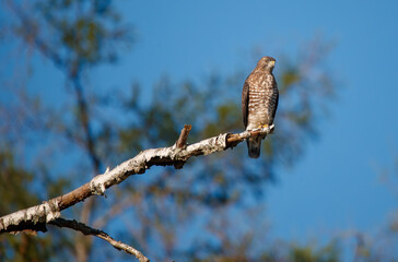 Cooper's hawk perched on tree branch