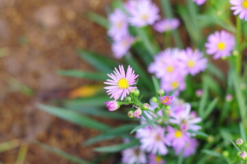 Marguerite flower in the garden