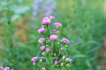 Marguerite flowers in the garden