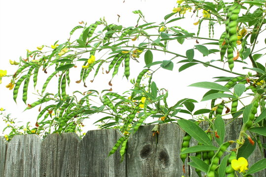 fresh pigeon pea or tuvar beans vegetable on plant in white background